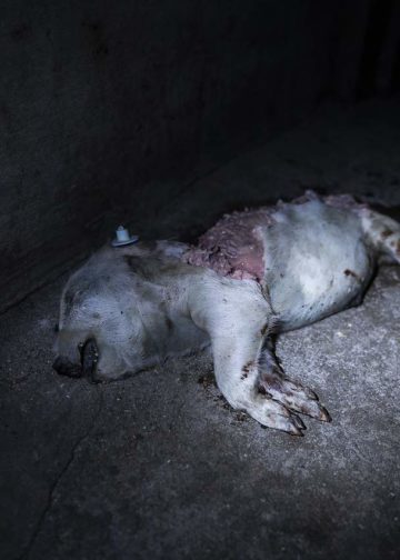 Totes angefressenes Ferkel in Kölsa; Quelle: Animal Rights Watch