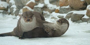 Zoo Hoyerswerda