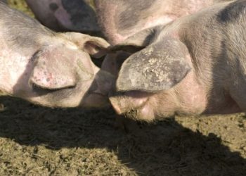 ©Harald Schottner, www.pixelio.de