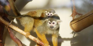 23-facher Nachwuchs im Zoo Hoyerswerda. Helfen durch Spenden möglich