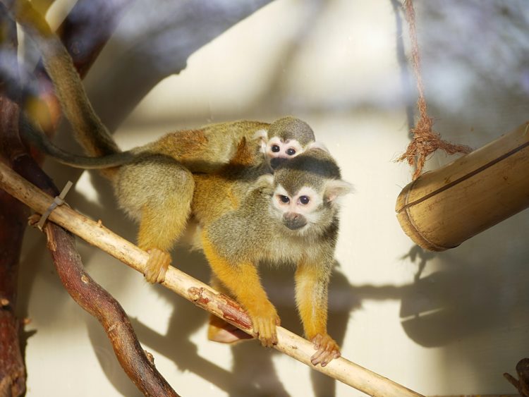 23-facher Nachwuchs im Zoo Hoyerswerda. Helfen durch Spenden möglich