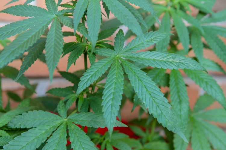 Mann mit Cannabispflanzen in Lübben unterwegs