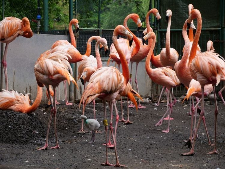 Cottbuser Tierpark, Spreeauenpark und Bibliothek öffnen wieder