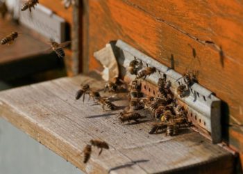 ©Susanne Jutzeler |www.pixabay.de