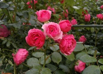 ©RococoNeko | www.pixabay.de