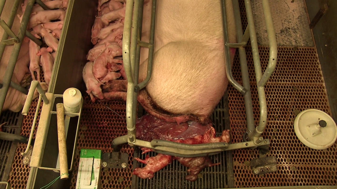 Schweinemastanlage in Sonnewalde: Schweine als Gebärmaschinen fixiert; Foto: Animal Rights Watch Schweinemastanlage in Sonnewalde: Schweine als Gebärmaschinen fixiert; Foto: Animal Rights Watch