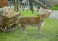 Zoo Hoyerswerda eröffnet neue Leoparden-Anlage