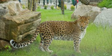Zoo Hoyerswerda eröffnet neue Leoparden-Anlage