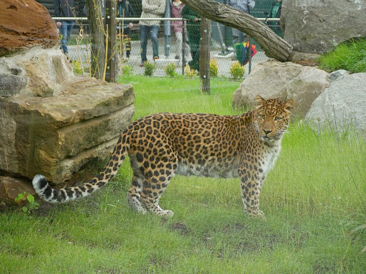 Zoo Hoyerswerda eröffnet neue Leoparden-Anlage