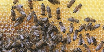 Senftenberg: Amerikanische Faulbrut bei Bienen in Großkoschen ausgebrochen
