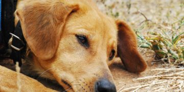 Brandenburger Tierheime erhalten halbe Million Euro Soforthilfe