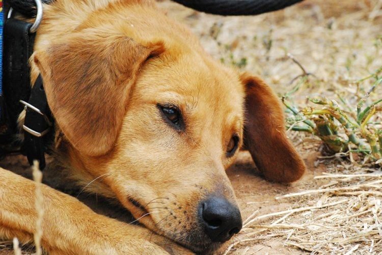 Brandenburger Tierheime erhalten halbe Million Euro Soforthilfe