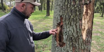Trockenheit: Branitzer Park seit Februar bewässert. Schädlingsbefall nimmt zu