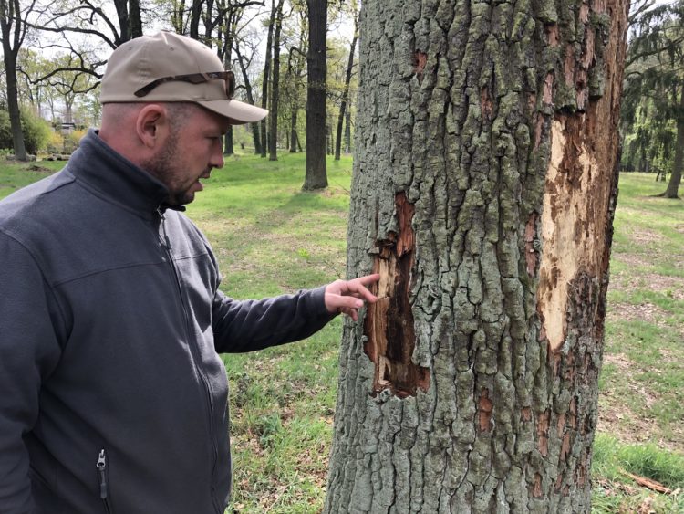 Trockenheit: Branitzer Park seit Februar bewässert. Schädlingsbefall nimmt zu