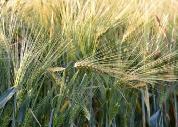 Weniger Wintergetreide und deutlich mehr Hafer in Brandenburg