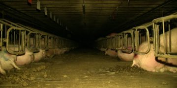 Animal Rights Watch