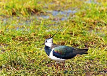 ©Dr. Georg Wietschorke I www.pixabay.de