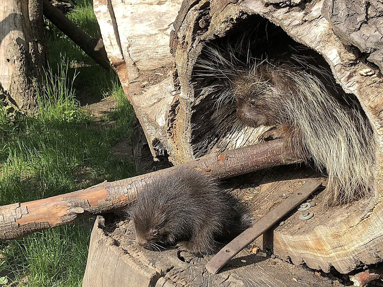 Mama Mandy mit dem Baumstachlernachwuchs im Zoo Hoyerswerda