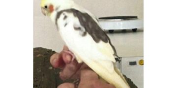 Vogel "meldet" sich selbst bei der Cottbuser Polizei. Besitzer gesucht