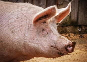 ©Susanne Jutzeler |www.pixabay.de