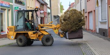 Buchsbaumzünsler eingenistet. Senftenberger Blumenkübel müssen wandern
