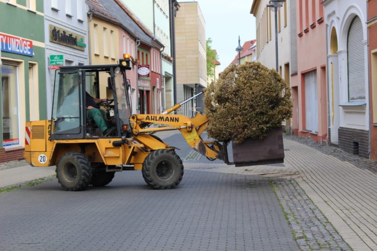 Buchsbaumzünsler eingenistet. Senftenberger Blumenkübel müssen wandern