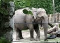 Nach Spätstart: Cottbuser Tierpark freut sich über neue Besucherbestmarke