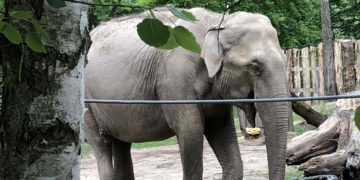 Nach Spätstart: Cottbuser Tierpark freut sich über neue Besucherbestmarke