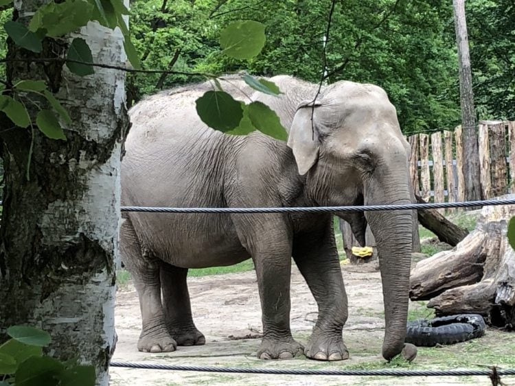 Nach Spätstart: Cottbuser Tierpark freut sich über neue Besucherbestmarke