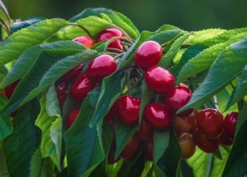 ©Couleur I www.pixabay.de