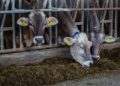 Brandenburg setzt Tiertransporte in Drittländer aus