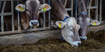 Brandenburg setzt Tiertransporte in Drittländer aus