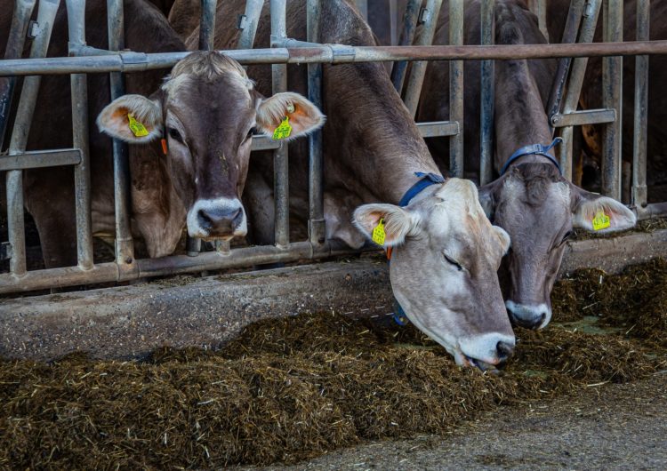 Brandenburg setzt Tiertransporte in Drittländer aus