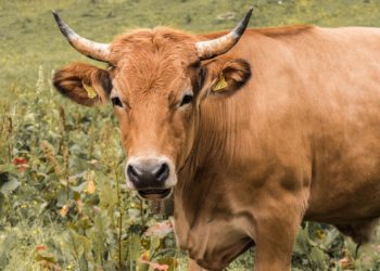 Rinderhaltung im Land Brandenburg auf historischem Tiefpunkt