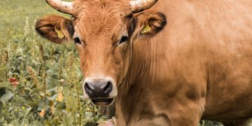 Rinderhaltung im Land Brandenburg auf historischem Tiefpunkt