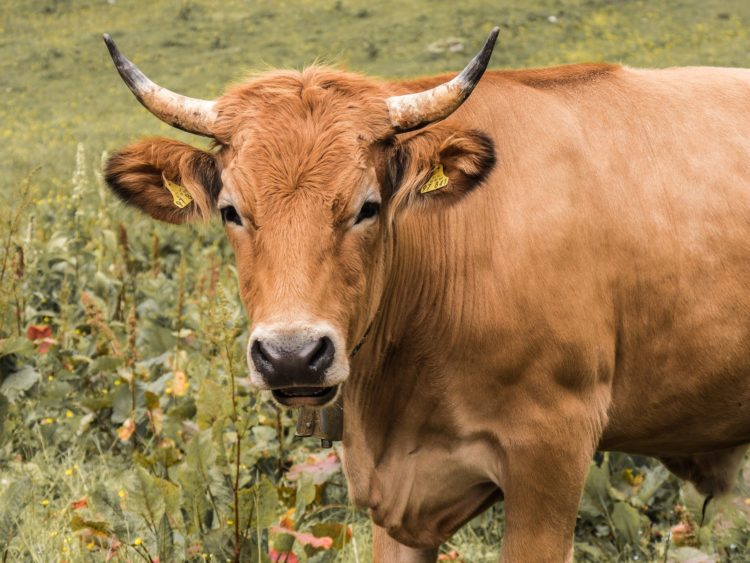 Rinderhaltung im Land Brandenburg auf historischem Tiefpunkt