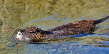 Dahme-Spreewald: Keine Untersuchungspflicht mehr bei Nutrias auf Trichinen