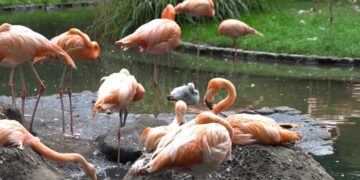 Nachwuchs in der Cottbuser Flamingolagune