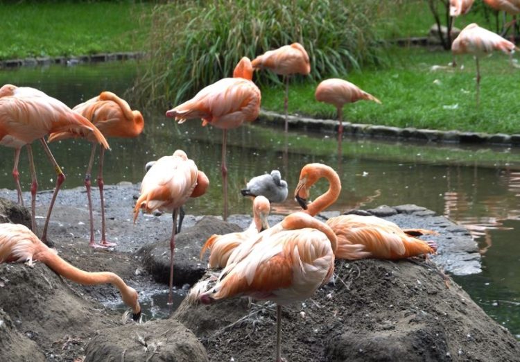 Nachwuchs in der Cottbuser Flamingolagune