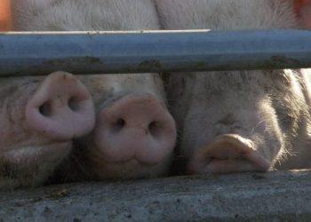 Hans Udry, www.pixelio.de