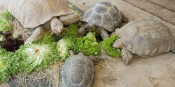 Zwei neue Galápagos-Riesenschildkröten ziehen im Zoo Hoyerswerda ein