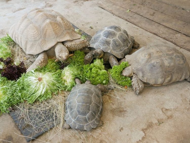 Zwei neue Galápagos-Riesenschildkröten ziehen im Zoo Hoyerswerda ein