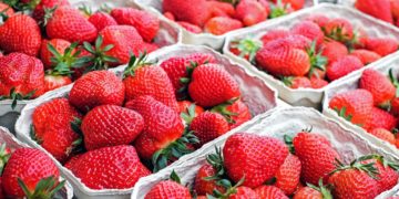 Ein Fünftel weniger Erdbeeren in Brandenburg gepflückt