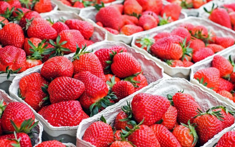Ein Fünftel weniger Erdbeeren in Brandenburg gepflückt