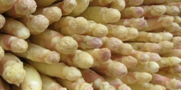 Geringere Spargelernte in Brandenburg trotz Flächenzuwachs