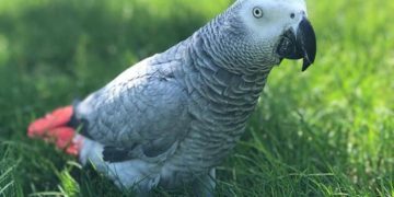 Gesuchter Graupapagei Charleen