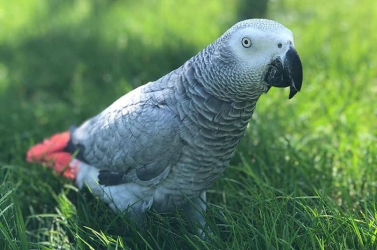 Gesuchter Graupapagei Charleen