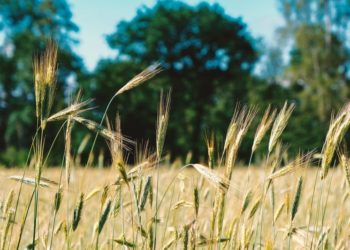 ©NickyPe I www.pixabay.de