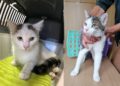 Eigentümer zweier Fundkatzen in Calau gesucht