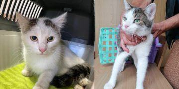 Eigentümer zweier Fundkatzen in Calau gesucht